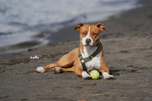 Ultimate Guide to Must-Have Dog Essentials for Every Pup