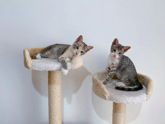 Creating the Perfect Environment for Your Cat: Essential Supplies for Every Home