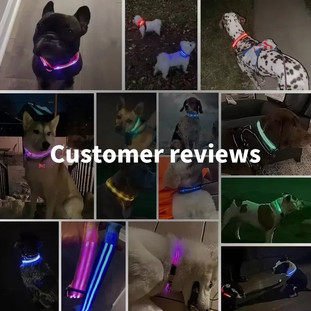 YTYINCN Led Glowing Dog Collar Adjustable Rechargeable Night Safety