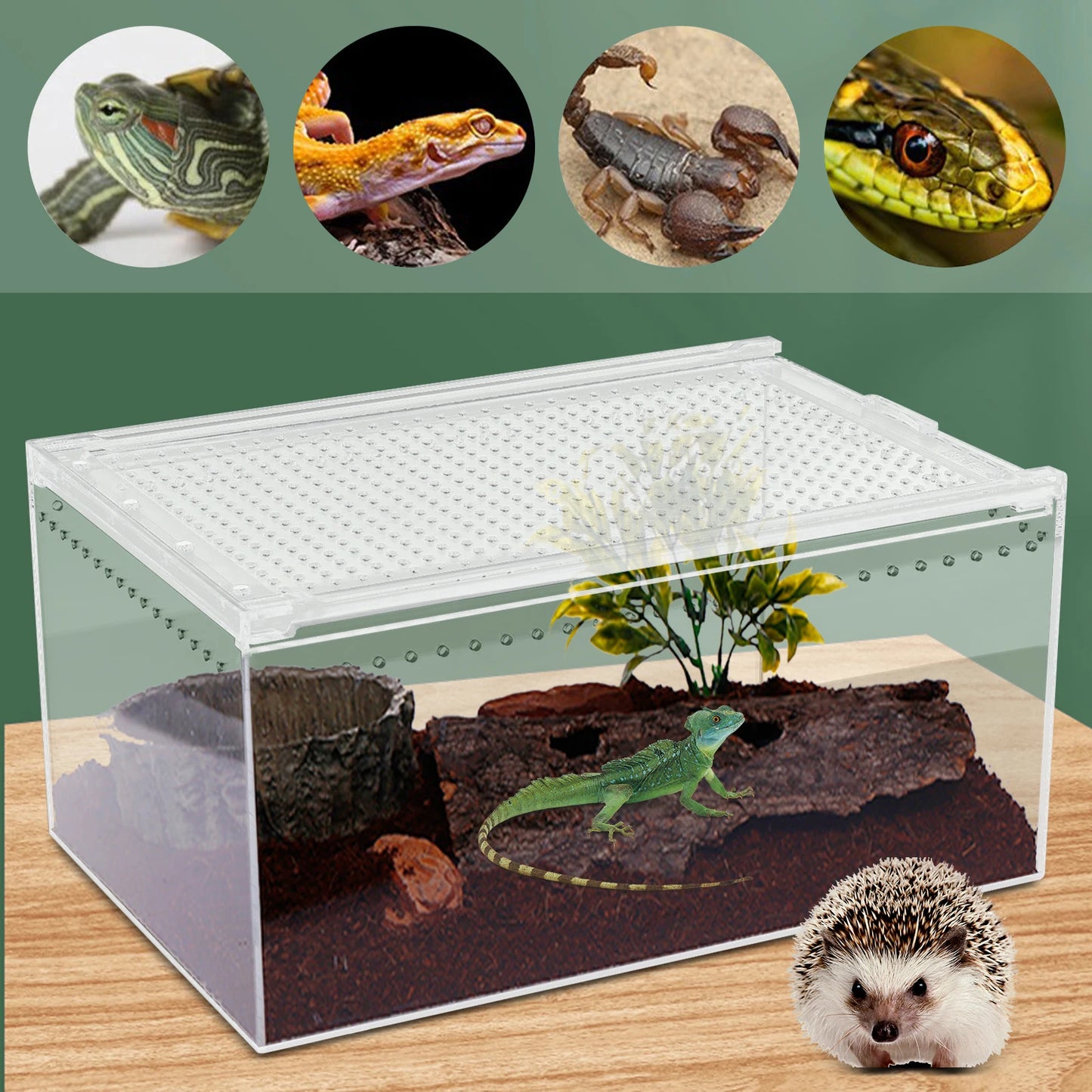 Acrylic Reptile Pet Breeding Cage with Sliding Lid and Magnetic Closure, Sturdy, Terrarium for Horned Frogs, Scorpions, Snakes